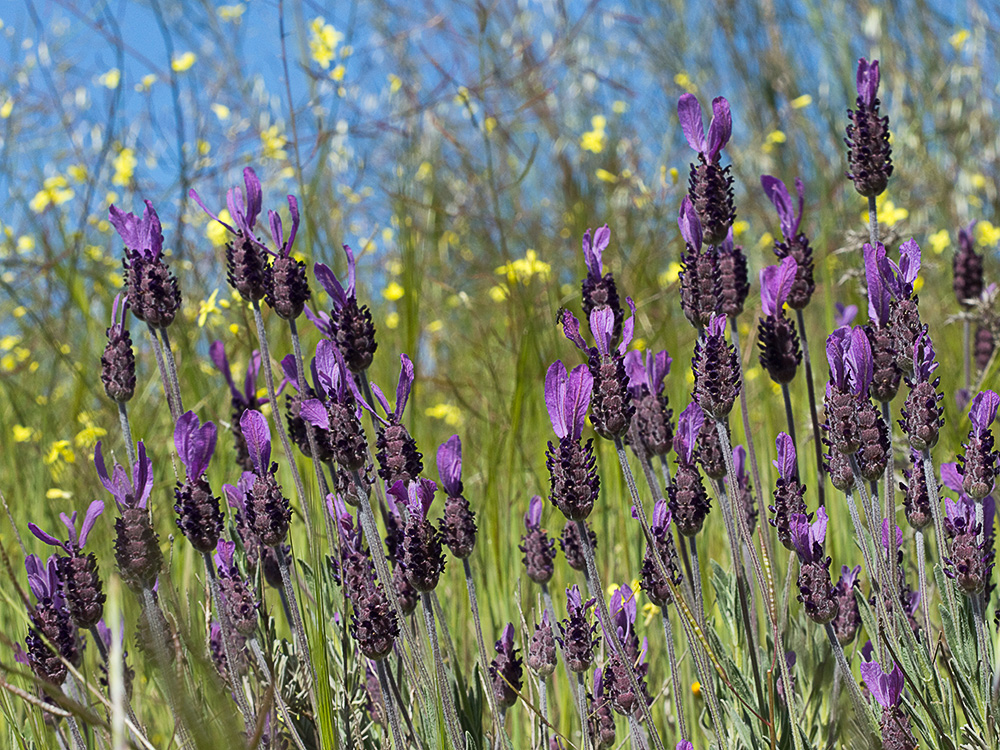 Lavandula pedunculata, cantueso