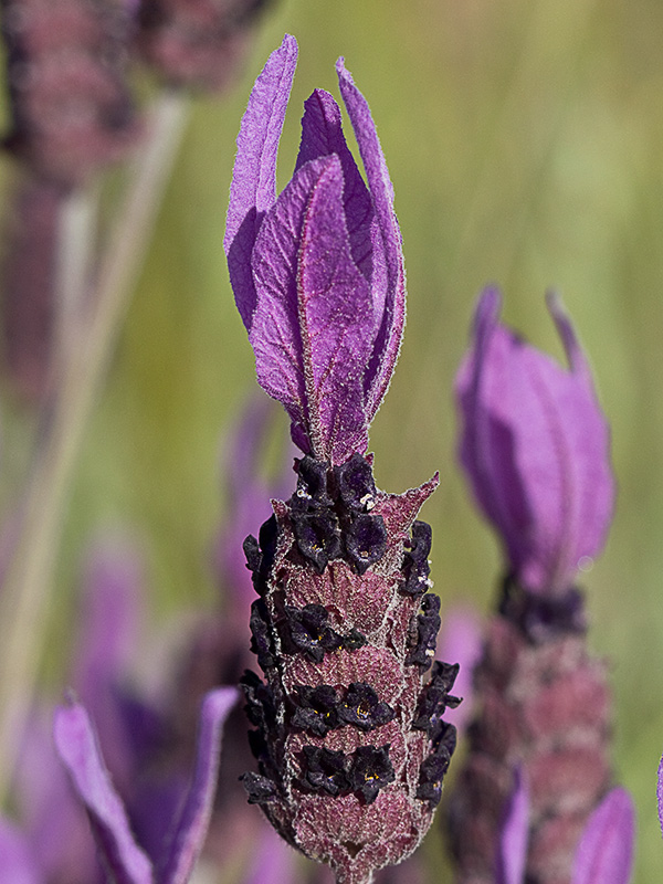 Lavandula pedunculata, cantueso