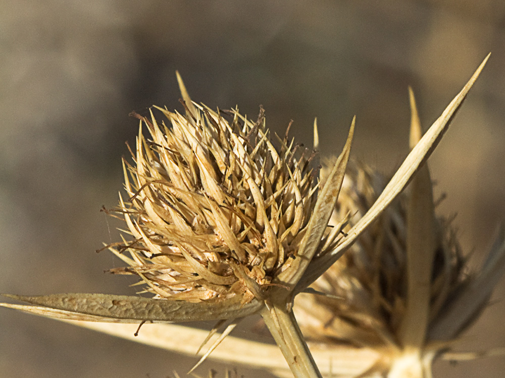 Inflorescencia de cardicuca seca