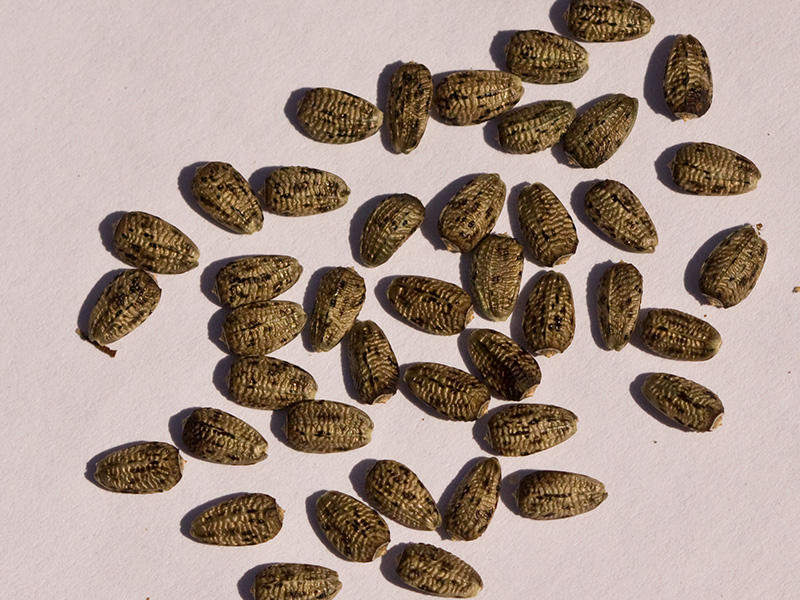 Carduus acanthoides