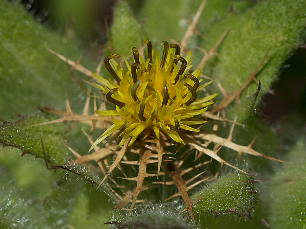 Cardo bendito (Cnicus benedictus)