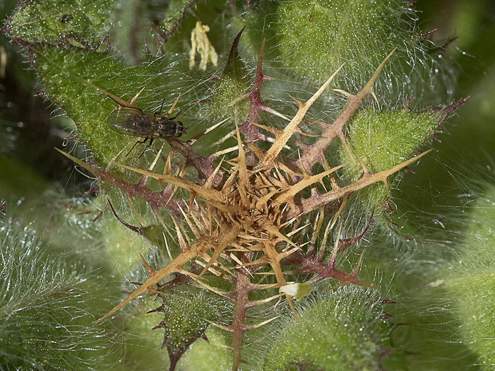 Cardo bendito (Cnicus benedictus)