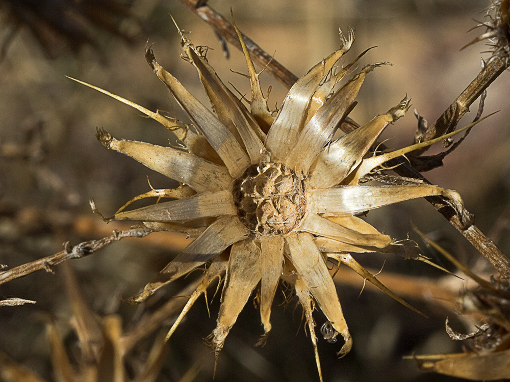 Flor del Cardo cuco (Carlina hispanica o Carlina corymbosa)