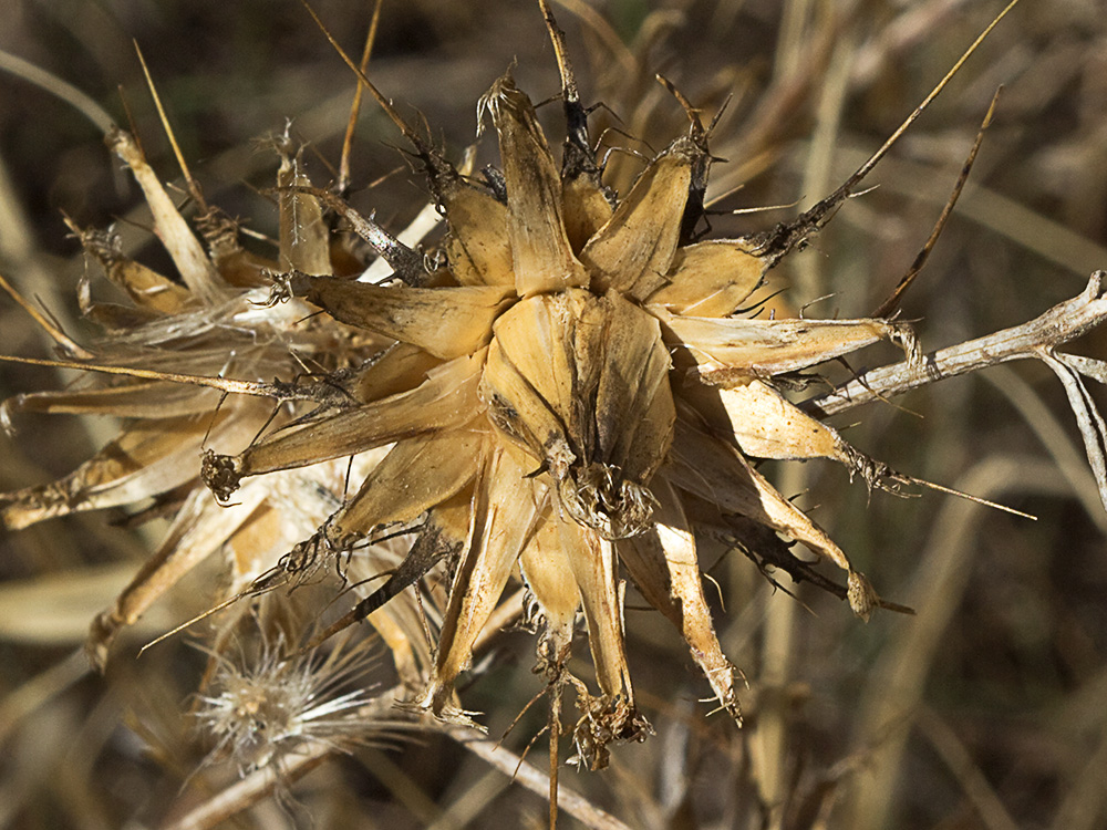 Flor del Cardo cuco (Carlina hispanica o Carlina corymbosa)