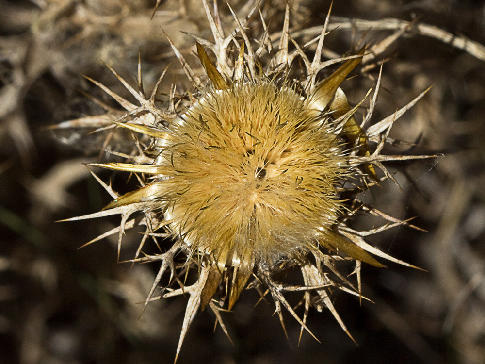 Flor del Cardo cuco (Carlina hispanica o Carlina corymbosa)