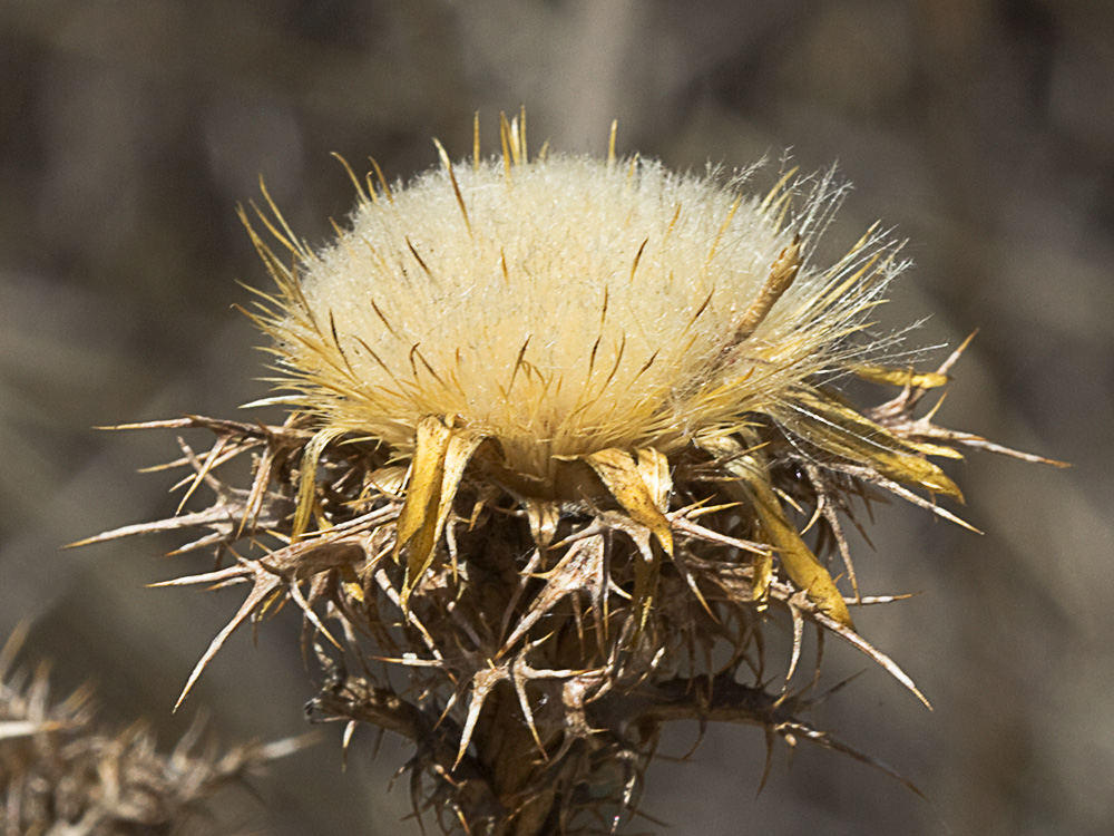 Flor del Cardo cuco (Carlina hispanica o Carlina corymbosa)