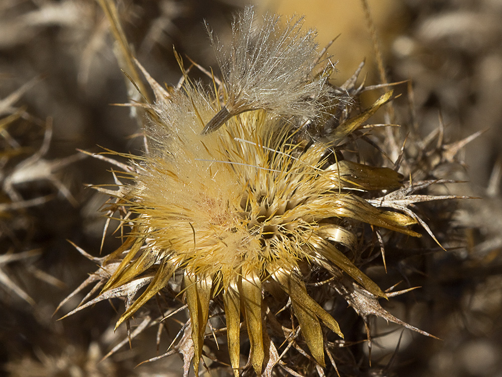 Flor del Cardo cuco (Carlina hispanica o Carlina corymbosa)