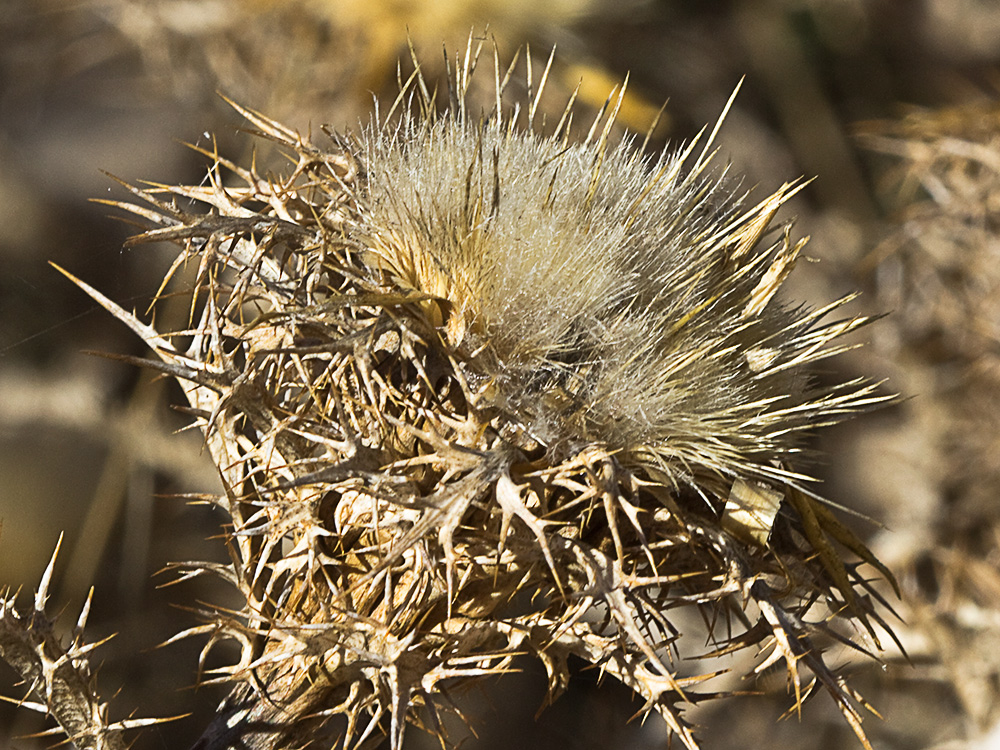 Flor del Cardo cuco (Carlina hispanica o Carlina corymbosa)