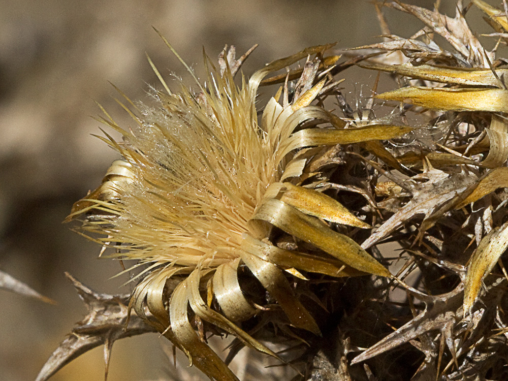 Flor del Cardo cuco (Carlina hispanica o Carlina corymbosa)