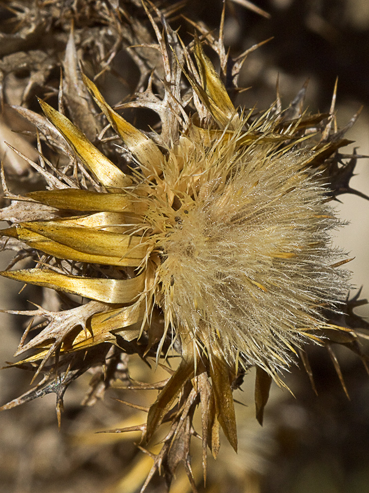 Flor del Cardo cuco (Carlina hispanica o Carlina corymbosa)