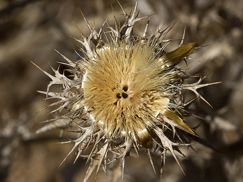 Flor del Cardo cuco (Carlina hispanica o Carlina corymbosa)