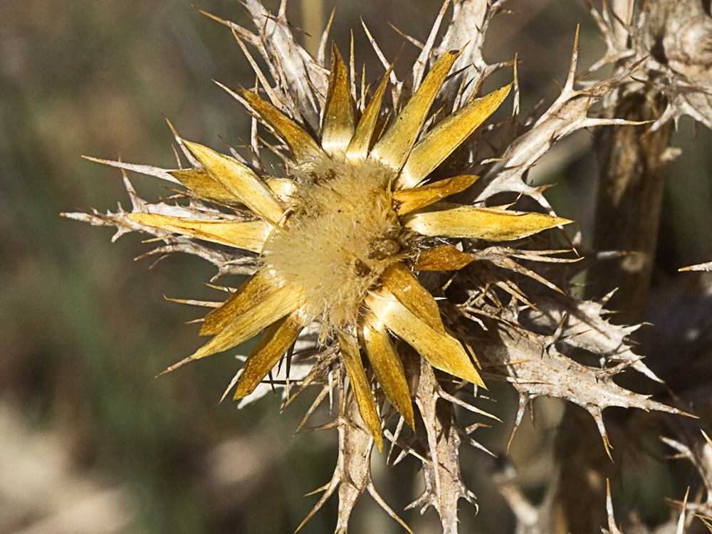 Flor del Cardo cuco (Carlina hispanica o Carlina corymbosa)