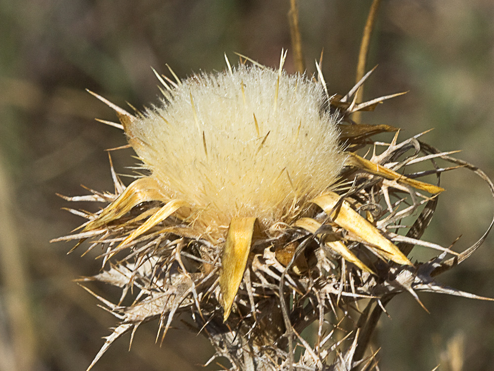 Flor del Cardo cuco (Carlina hispanica o Carlina corymbosa)