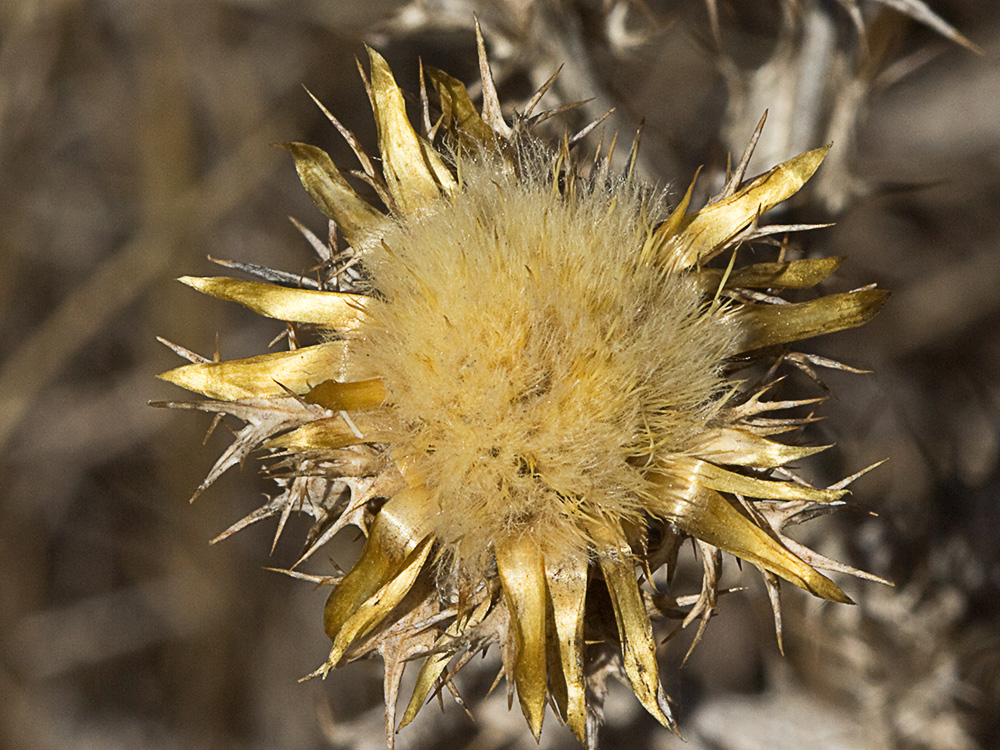 Flor del Cardo cuco (Carlina hispanica o Carlina corymbosa)