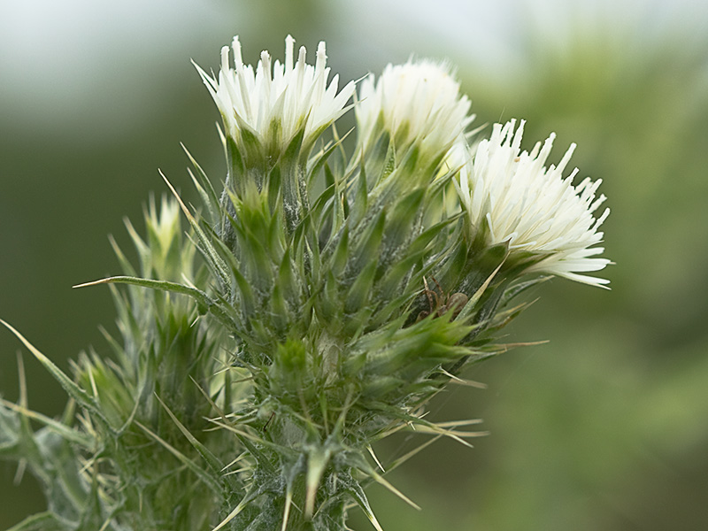 Flor del cardo de calvero (Carduus pycnocephalus)