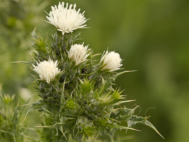 Flor del cardo de calvero (Carduus pycnocephalus)
