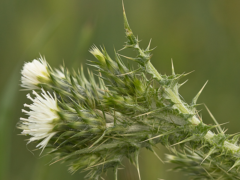Flor del cardo de calvero (Carduus pycnocephalus)