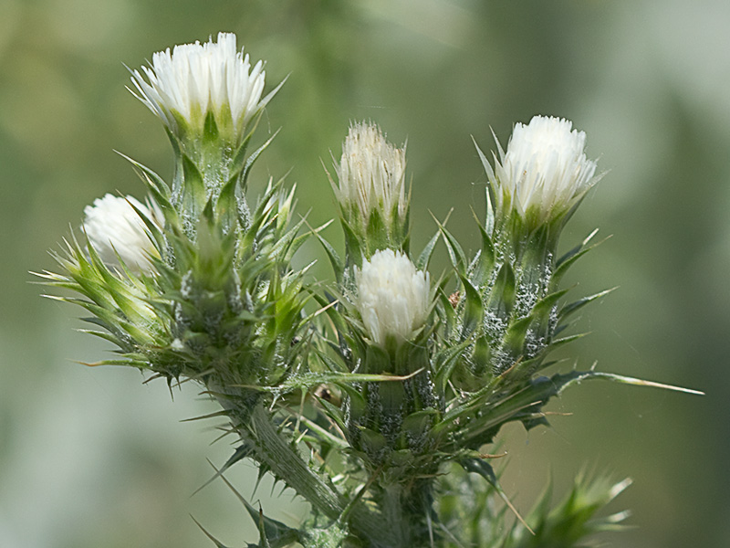 Flor del cardo de calvero (Carduus pycnocephalus)