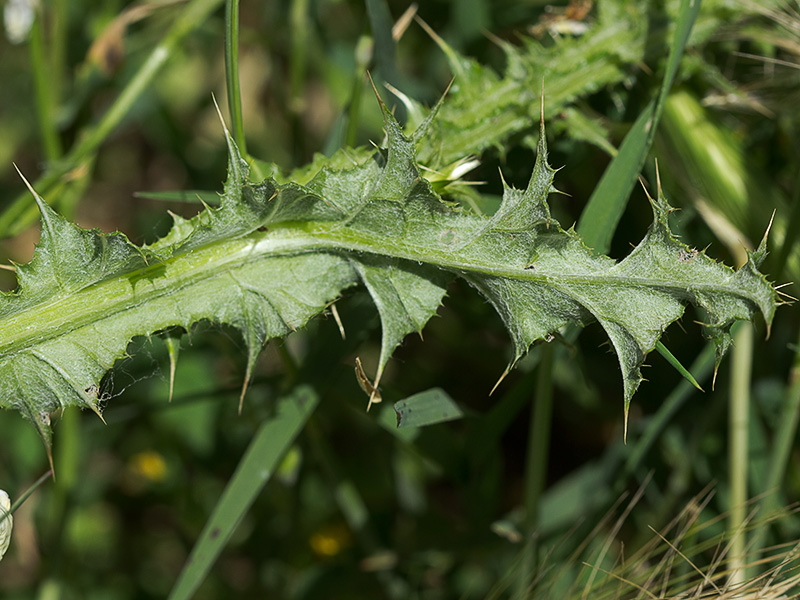 Flor del cardo de calvero (Carduus pycnocephalus)