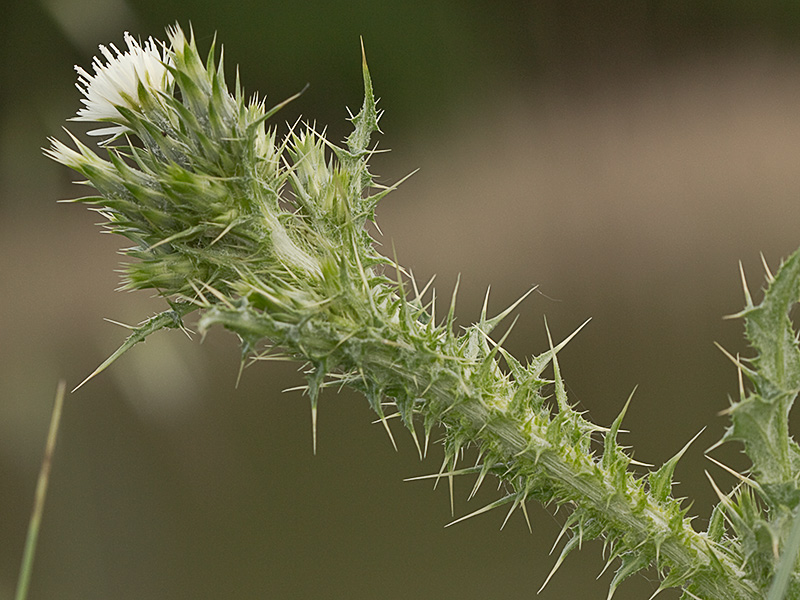 Flor del cardo de calvero (Carduus pycnocephalus)