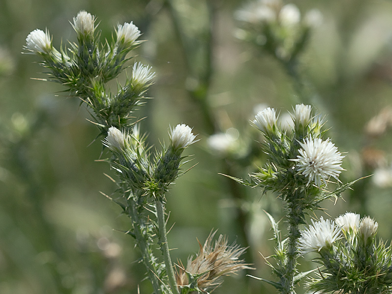 Flor del cardo de calvero (Carduus pycnocephalus)