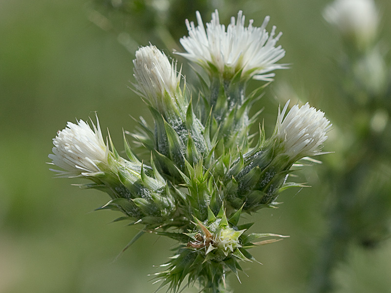 Flor del cardo de calvero (Carduus pycnocephalus)