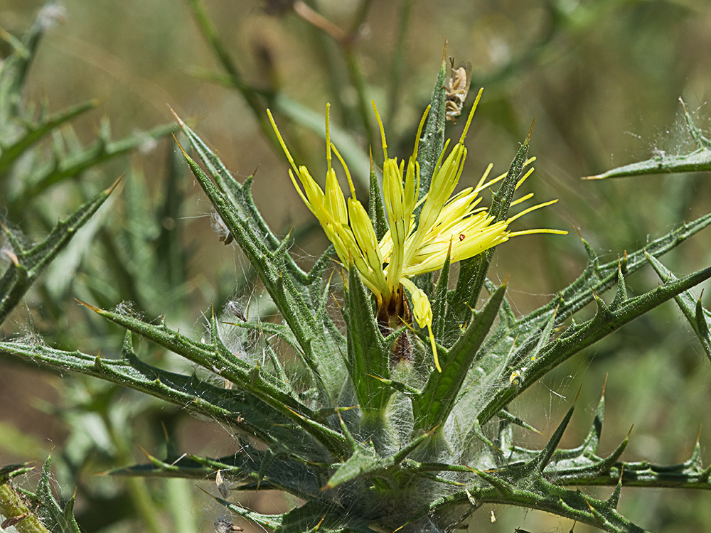 Cardo lanudo (Carthamus lanatus)