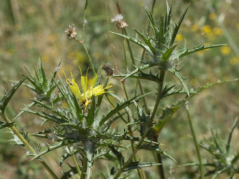 Cardo lanudo (Carthamus lanatus)