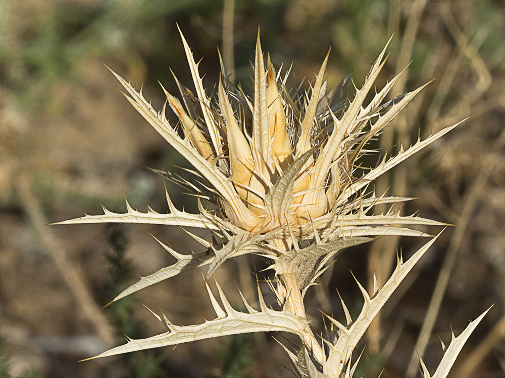 Cardo Lanudo (Carthamus lanatus)