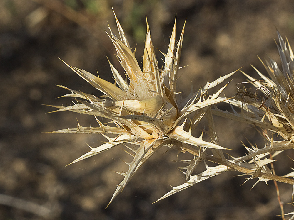 Cardo Lanudo (Carthamus lanatus)