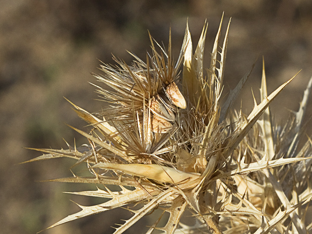 Cipselas, semillas y vilanos del Cardo Lanudo (Carthamus lanatus)