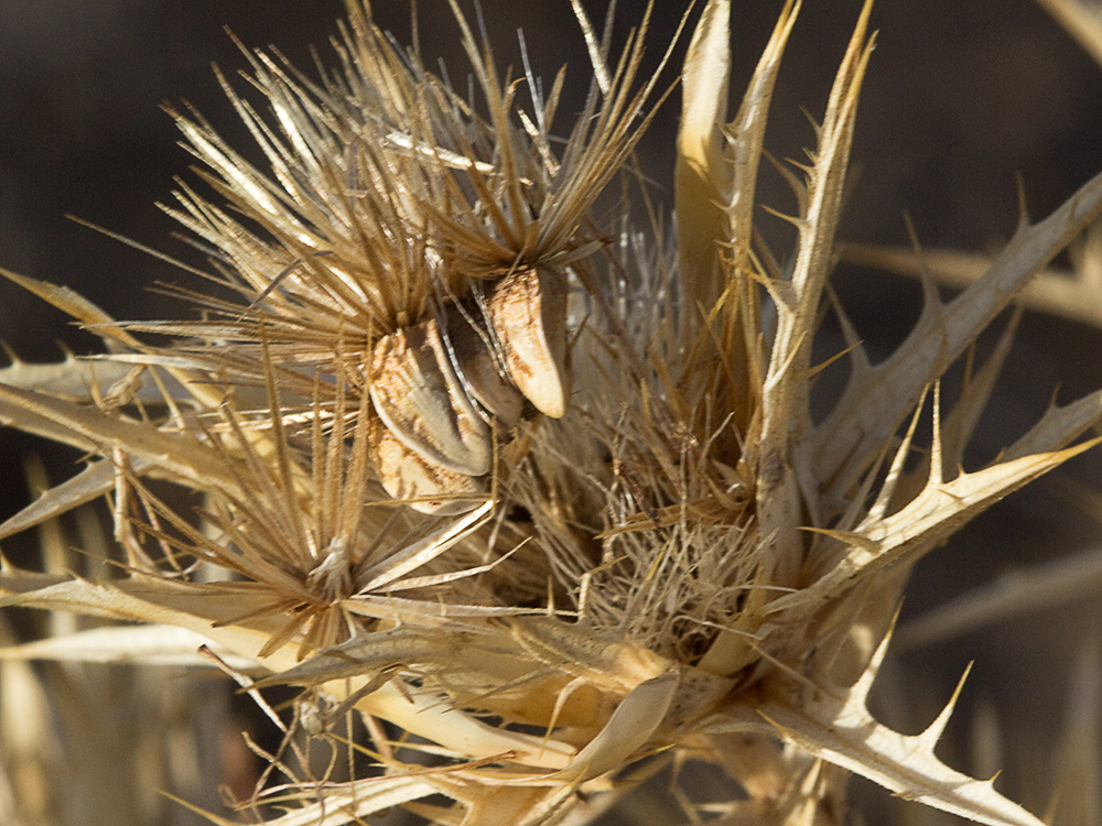 Cipselas, semillas y vilanos del Cardo Lanudo (Carthamus lanatus)