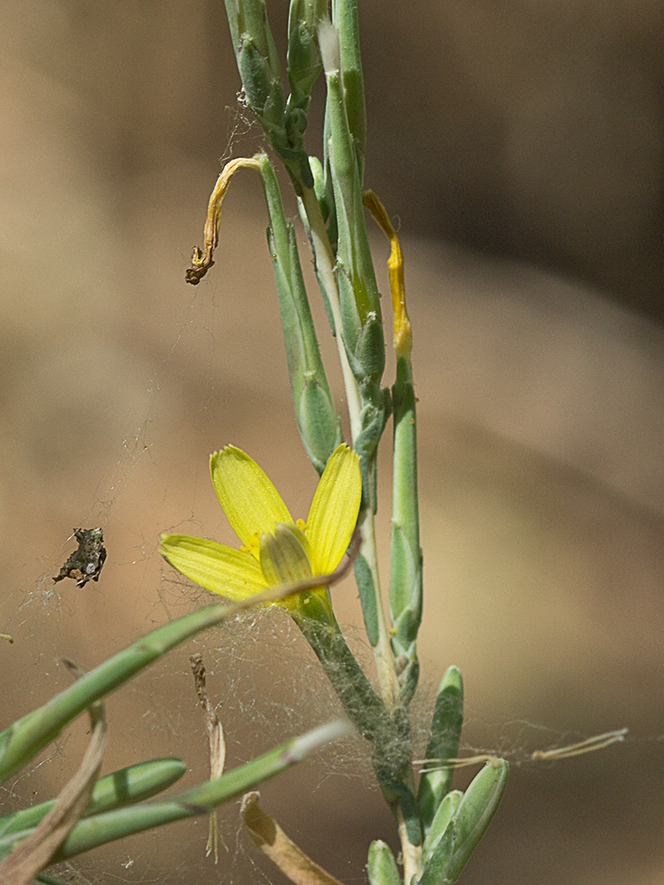 Cardo lechero (Lactuca viminea)