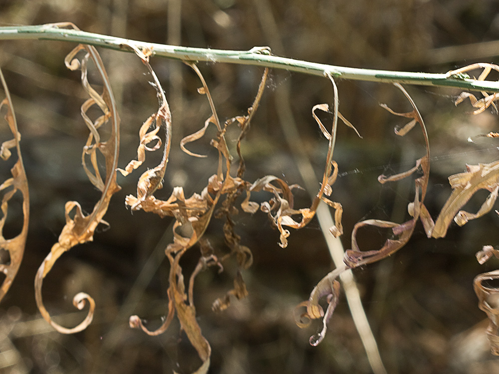 Tallo del Cardo lechero (Lactuca viminea)