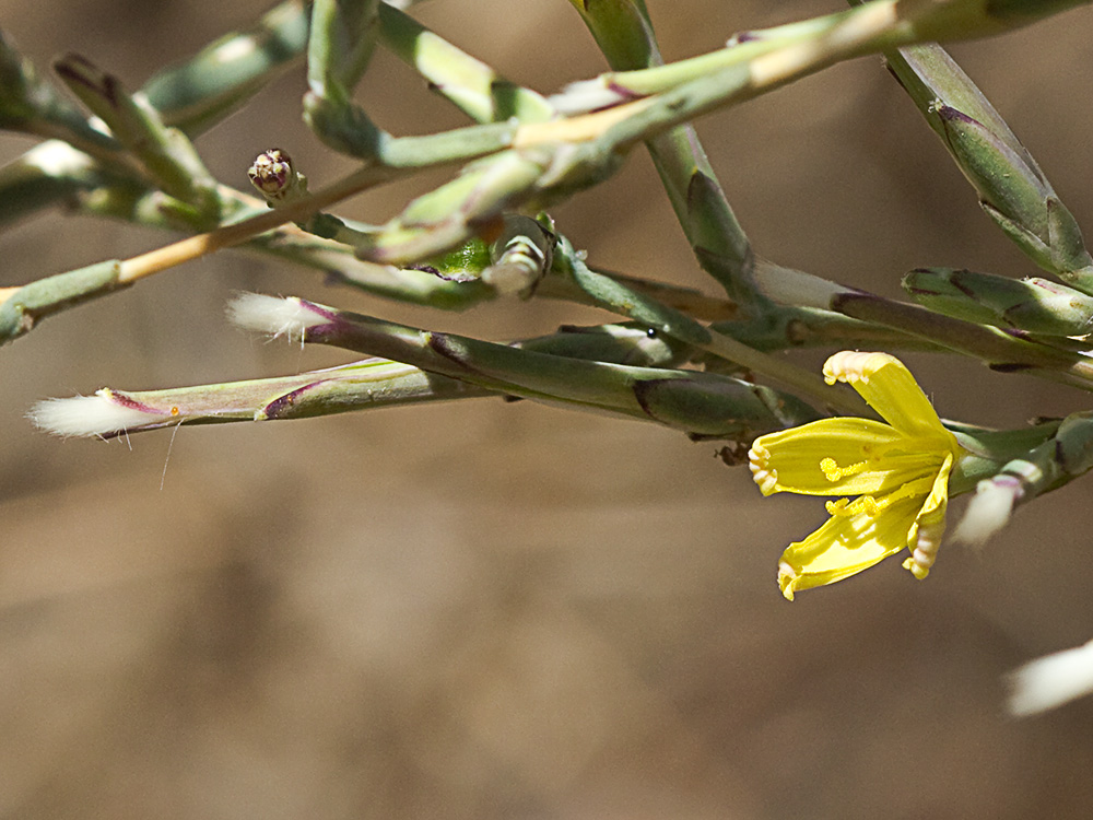 Cardo lechero (Lactuca viminea)