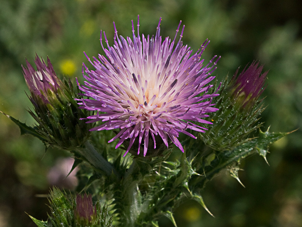 Cardo ramificado (Carduus bourgeanus)