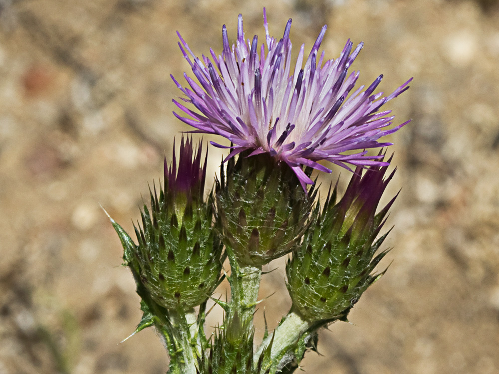 Cardo ramificado (Carduus bourgeanus)