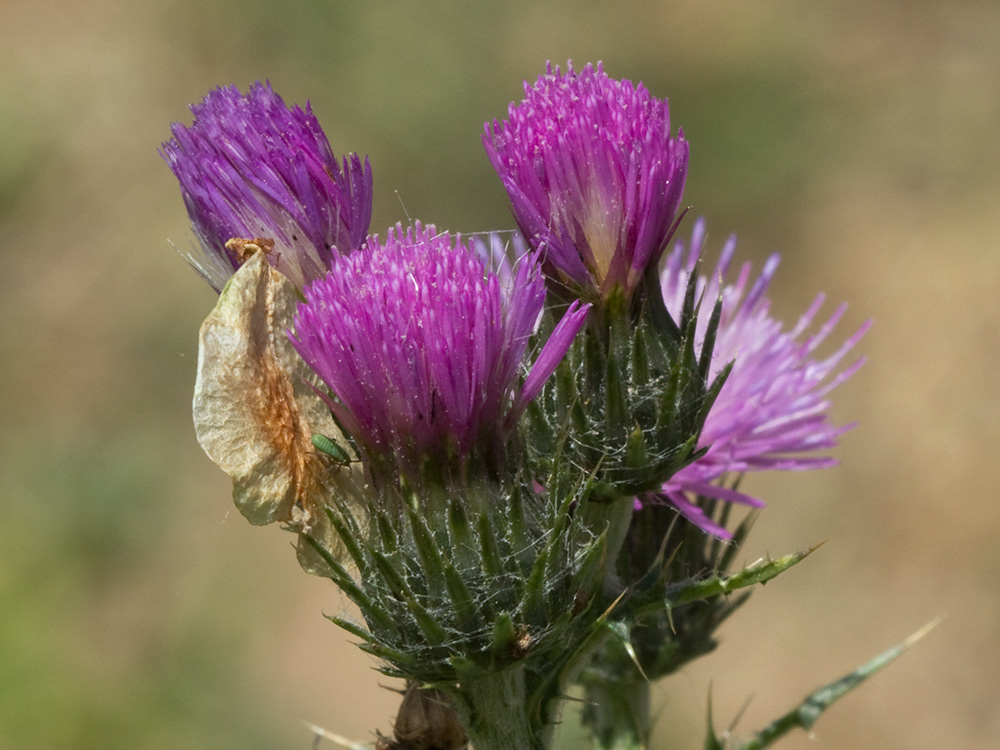 Cardo ramificado (Carduus bourgeanus)