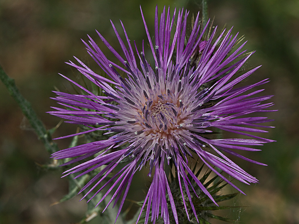 Galactites tomentosus Moench (Cardota)