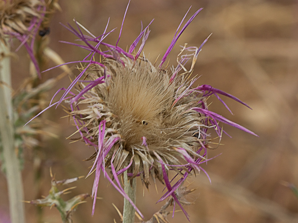 Galactites tomentosus Moench (Cardota)
