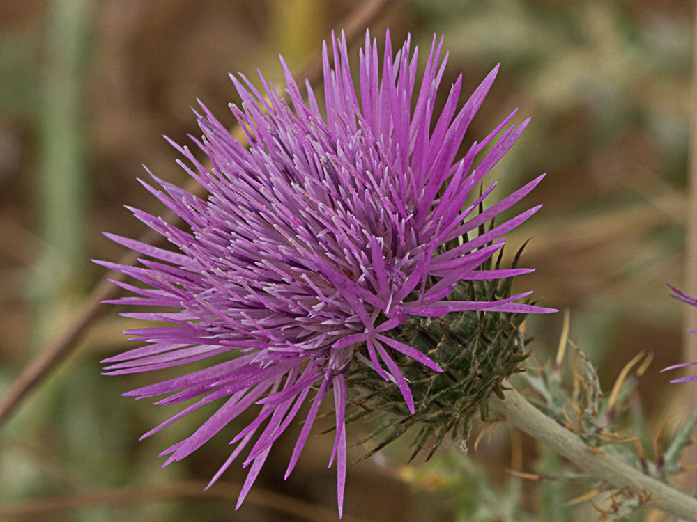 Galactites tomentosus Moench (Cardota)