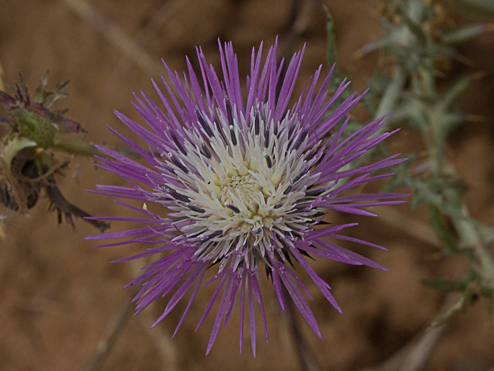 Galactites tomentosus Moench (Cardota)