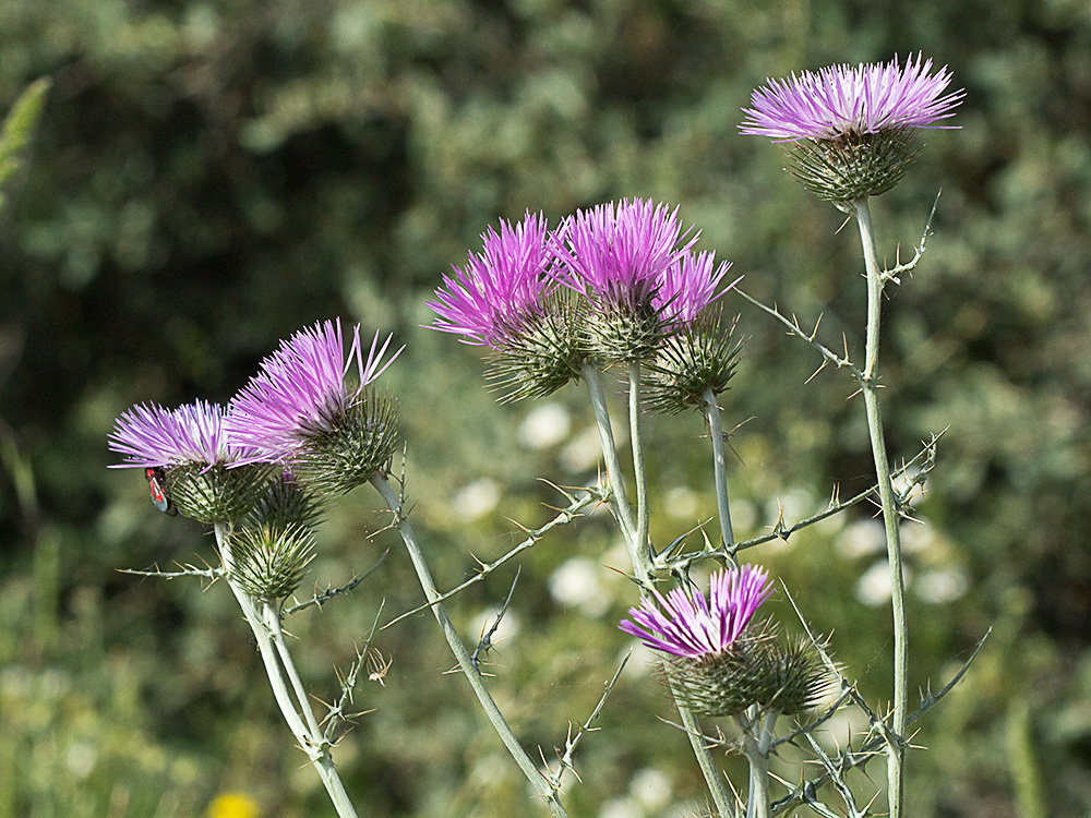 Galactites tomentosus Moench (Cardota)