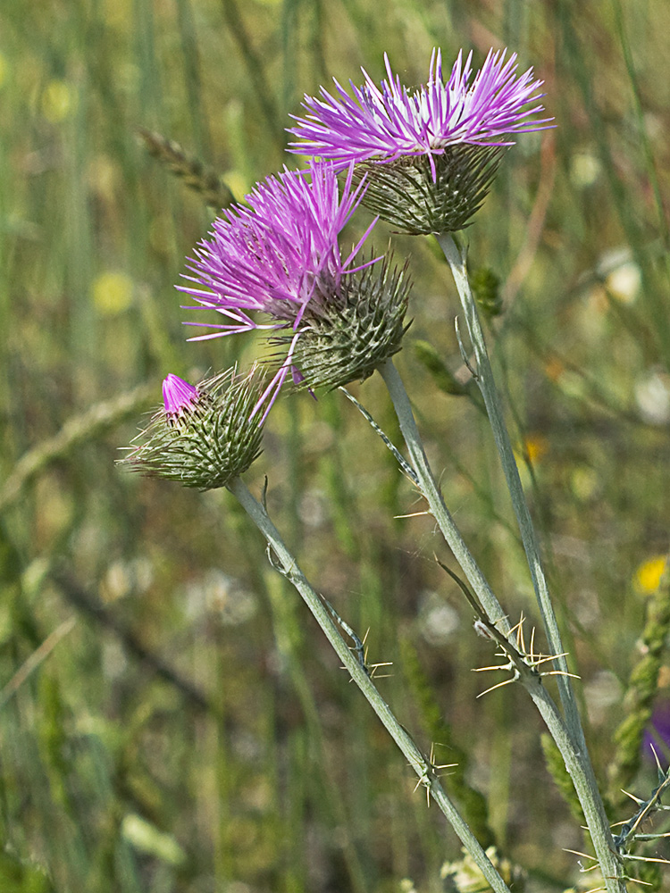Galactites tomentosus Moench (Cardota)
