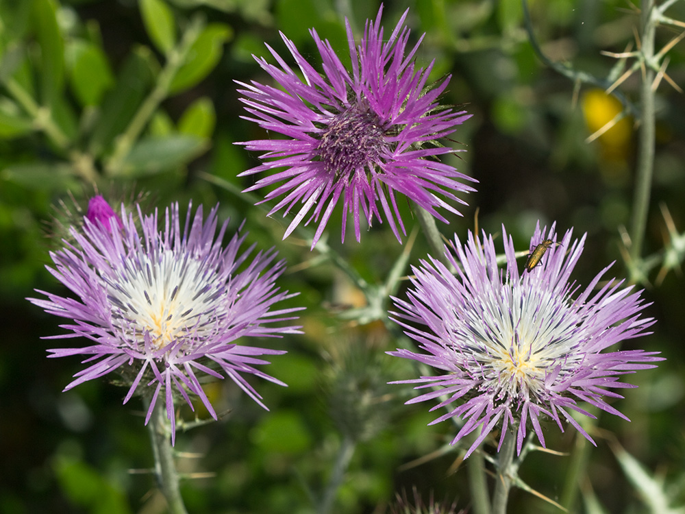 Galactites tomentosus Moench (Cardota)