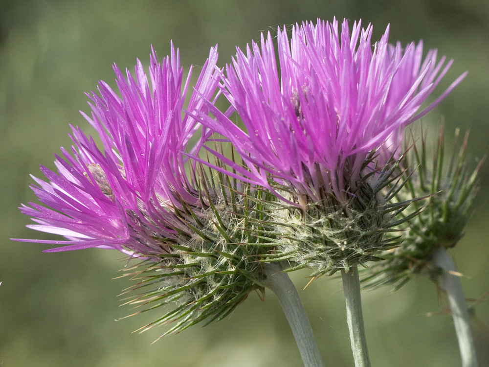 Galactites tomentosus Moench (Cardota)