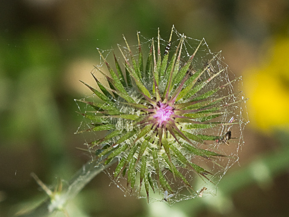 Galactites tomentosus Moench (Cardota)