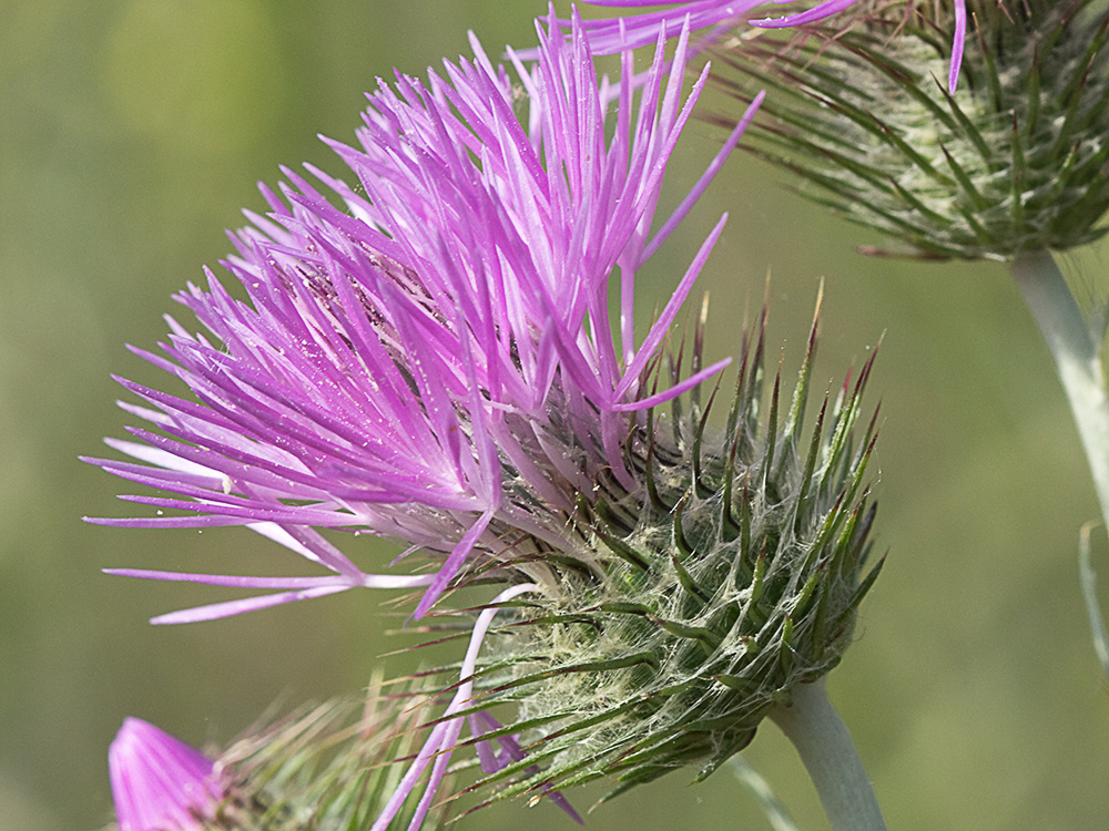 Galactites tomentosus Moench (Cardota)