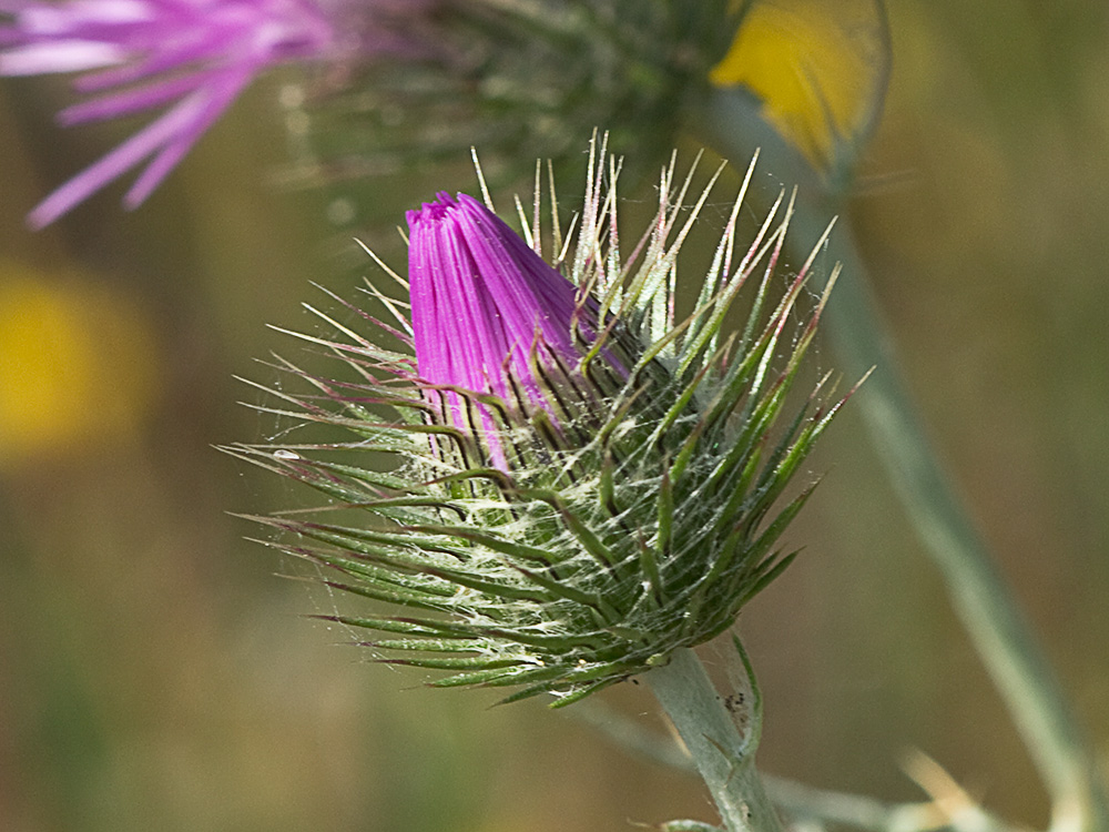 Galactites tomentosus Moench (Cardota)