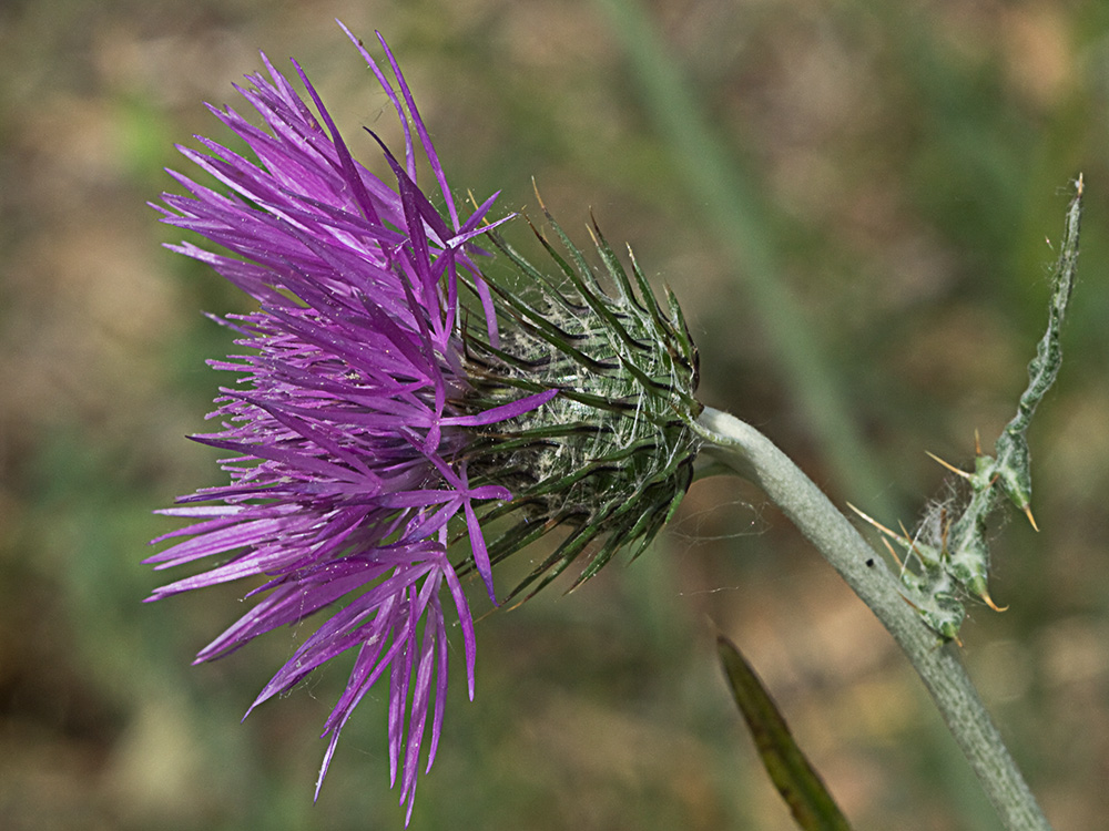Galactites tomentosus Moench (Cardota)